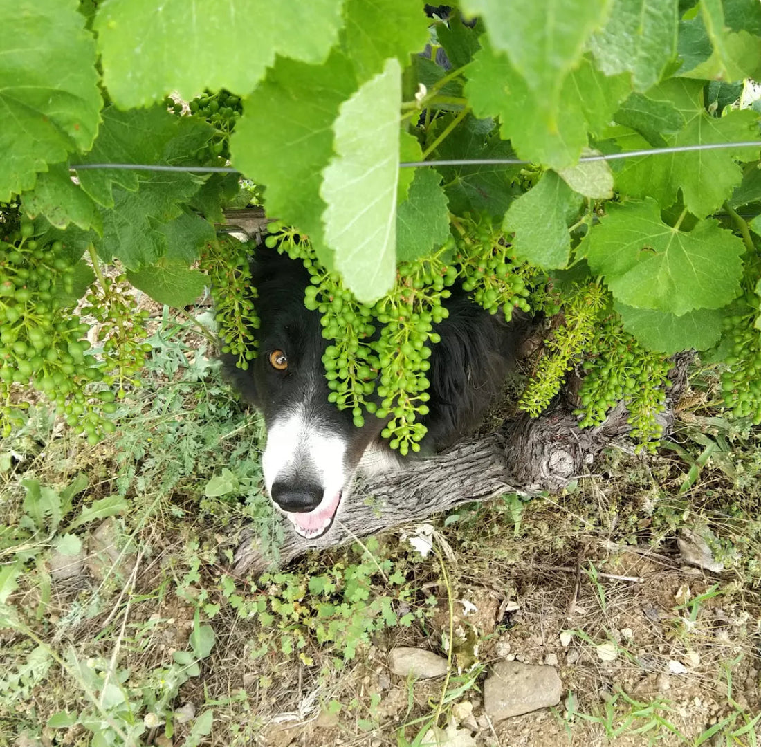 Devois de Joviac / Jérôme Vigne