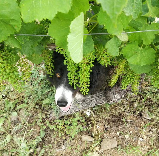 Devois de Joviac / Jérôme Vigne